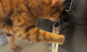Bengal Cat Opens Air Fryer