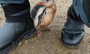 Penguin Chick Turns To Photographer For Protection