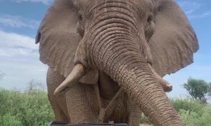 Close Encounter With Curious African Elephant
