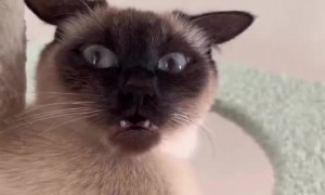 Confused cat makes the most hilarious face