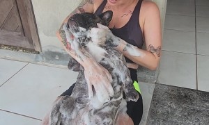 Dora the Bulldog Taking a Bath