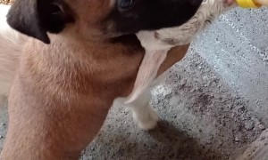 Puppy Helps Baby Goat Feed From Bottle