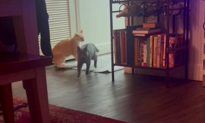 Kitten Turns On The Lights