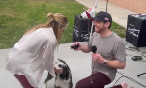 Dog Accepts Engagement Ring Before Girlfriend