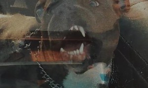 Car Windows Taste Delicious