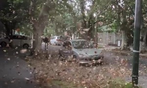 Dog Squats In Wind Storm