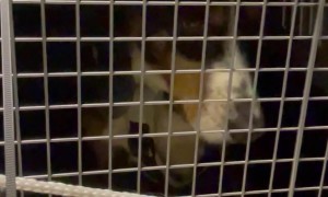 Dogs Tremble In Plane's Cargo Hold