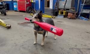 Pepper the Dog Hits a Snow Ball With a Baseball Bat