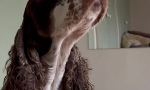 A Very Patient Cocker Spaniel Balances a Cucumber on Her Head