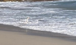 Surfing Swan Catches a Wave