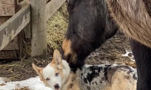 Horse and Corgi are BFFs