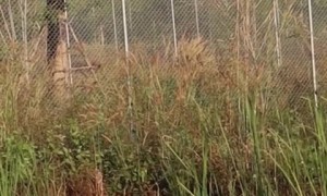 Playful tiger enjoys his time with his beloved ball