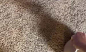 Surprise Christmas Kitten Almost Goes Unnoticed