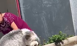 Dog Sitter Caught Bringing Escaped Dog Home