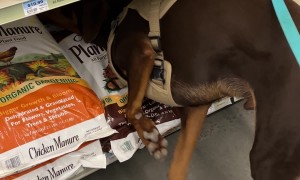 Puppy Discover His Love of Potting Soil