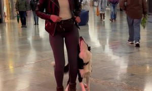 Dog Practices Training at a Busy Shopping Mall