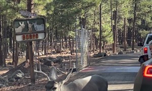 Friendly Mule Deer Buck Approaches Car