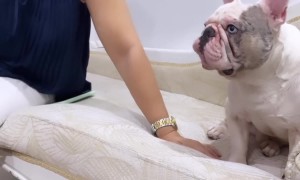 Bulldog Says a Human Word