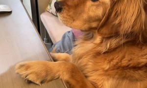 Dog Can't Recognize Himself