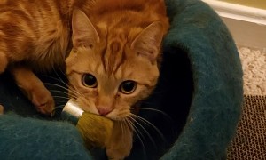 Cat Has Makeup To Do Too