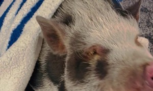 Pet Pig Loves Receiving Affection