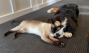 A Couple Of Snuggle Buddies