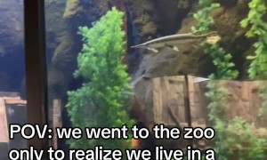 Aquarium Fish Stop Swimming at the Same Time