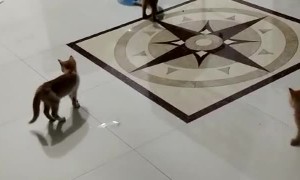 Playful Kittens Pop Balloons