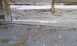 Prairie Rattlesnake in Bannack Ghost Town