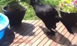 Dog Zoomies Off of Trampoline and Into Fence