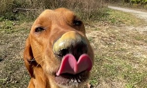 Dog Tries To Reach The Peanut Butter