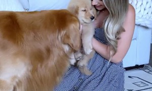 My Dog Meets His Son