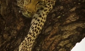 Leopard Sounds Like A Saw