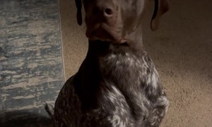 Dog Receives Surprising News