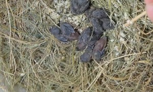 Baby Birds Rescued From Fallen Nest