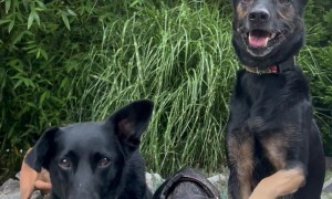 Dogs Love Being In Photos