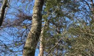 Stray Cat Rescued From Tree