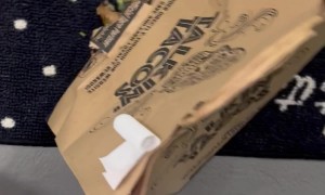 The Raccoons Ate Better Than I Did