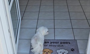 Little Dog Wipes His Paws Before Going Inside