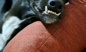 Dog Tries Her Hardest To Look Pretty