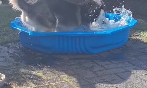 Dog Plays in Pool For First Time