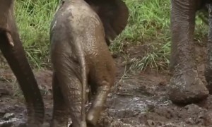 Tiny Elephant Calf’s Determined Efforts End in a Cute, Wobbly Tumble