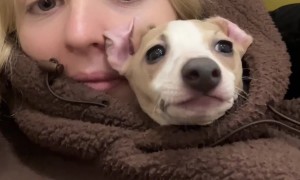 Clingy Italian Greyhound Snuggles In Hoodie