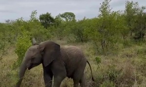 Young Elephant With Attitude
