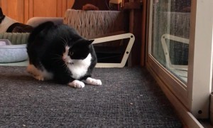 Gina The Cat Gets A Surprise Attack