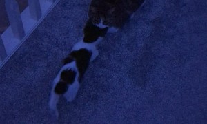 Surprise Wrestling From Sleepy Kitten