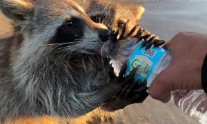 Thirsty Beach Raccoons Drink Water
