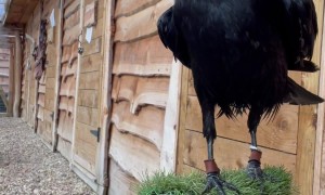 Raven's Birthday Celebrated With Love