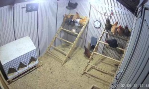 Three Affectionate Chickens