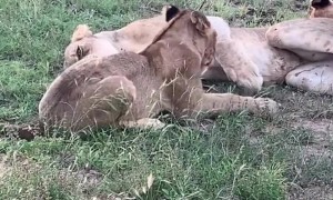 Lioness Plays With Cub